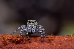 Pelegrina galathea