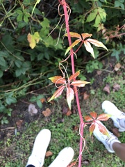 Parthenocissus