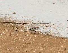 Charadrius alexandrinus