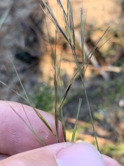 Aristida desmantha