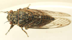 Myopsalta binotata