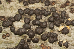Annulohypoxylon annulatum