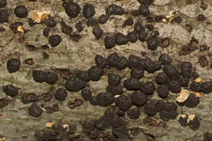 Annulohypoxylon annulatum