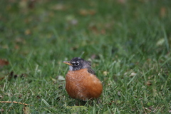Turdus migratorius