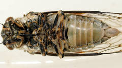Myopsalta binotata