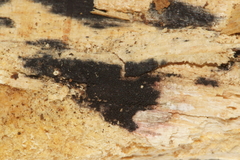 Anteaglonium globosum