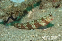 Amblyeleotris periophthalmus