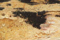 Anteaglonium globosum