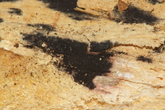 Anteaglonium globosum