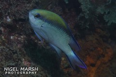 Chromis nitida