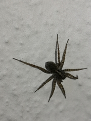 Pardosa hortensis