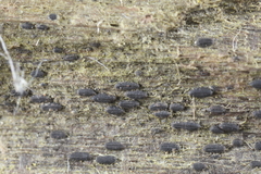 Anteaglonium parvulum