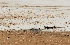 Calidris alba