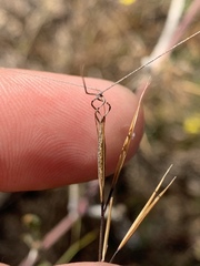 Aristida desmantha