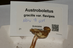 Austroboletus gracilis