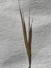 Aristida desmantha