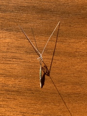 Aristida desmantha