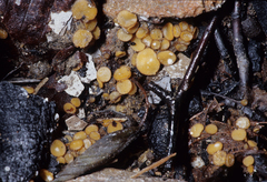 Anthracobia maurilabra