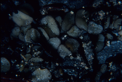 Anthracobia maurilabra