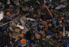 Anthracobia maurilabra