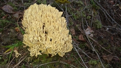 Ramaria flava