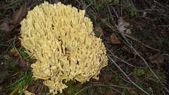 Ramaria flava