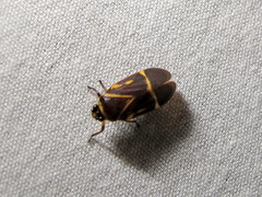 Maxantonia lineola