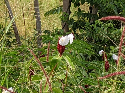 Crêpe ginger