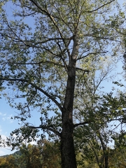Populus mexicana