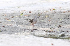 Leptotila plumbeiceps