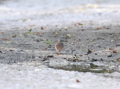 Leptotila plumbeiceps