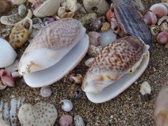 Oliva bulbosa