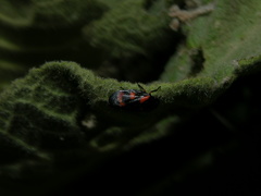 Cercopis intermedia