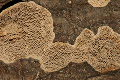 Antella americana