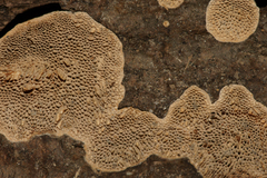 Antella americana