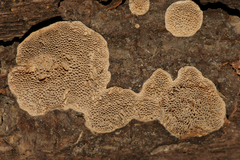 Antella americana