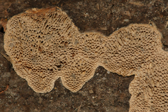 Antella americana