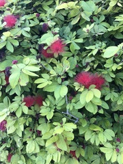 Calliandra tergemina