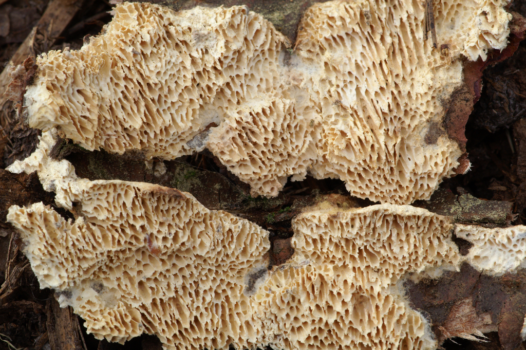 Antrodia heteromorpha