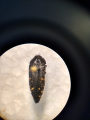 Acmaeodera knowltoni