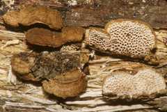 Neoantrodia variiformis