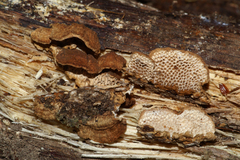 Neoantrodia variiformis
