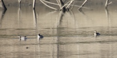 Podiceps auritus