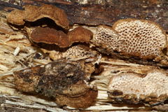 Neoantrodia variiformis