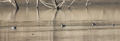 Podiceps auritus