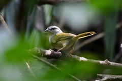 Arremonops chloronotus