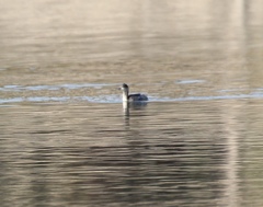 Podiceps auritus