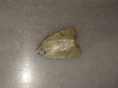 Xanthodes albago