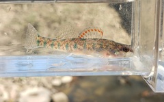 Etheostoma gracile