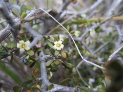 Pittosporum anomalum